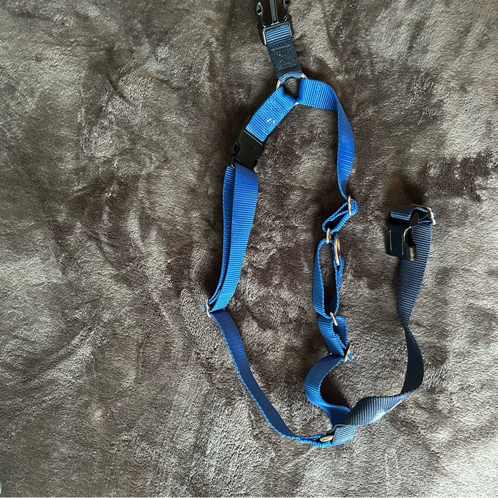 Blue Dog Harness